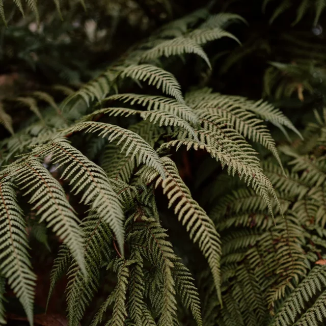 “Where the ferns unfurl, serenity begins.
Discover the quiet charm of Kahere Retreat.”