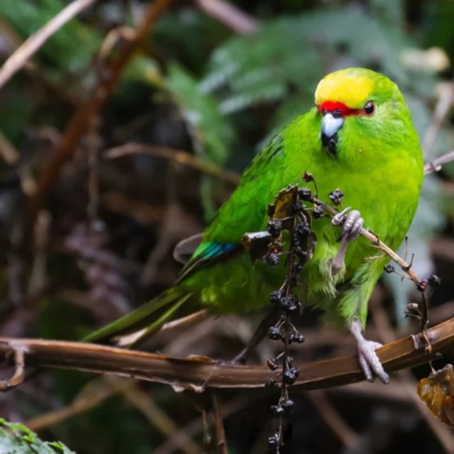 Yellow crowned parakeet or kakariki. We feel so honored to have plenty of these little fellows playing and communicating all around our property.

Come and see for yourself.

You will find them playing around in the Totara trees.

📸@daikikato.nz